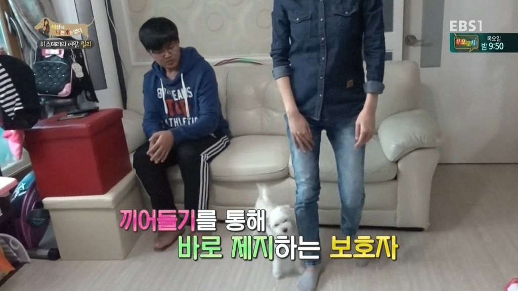 [세상에나쁜개는없다] 가족들에게 짖고 무는 강아지 릴리햏 | 인스티즈