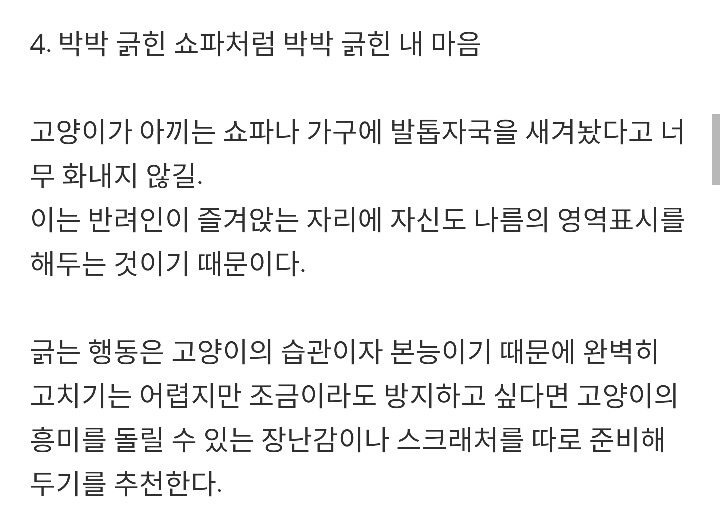 반려묘가 당신을 사랑하고 있다는 9가지 신호 | 인스티즈