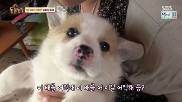 [동물농장] 웰시코기 6남매.jpg | 인스티즈