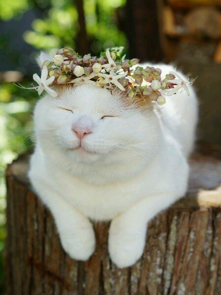 일본의 유명한 고양이 시로네코.jpg | 인스티즈