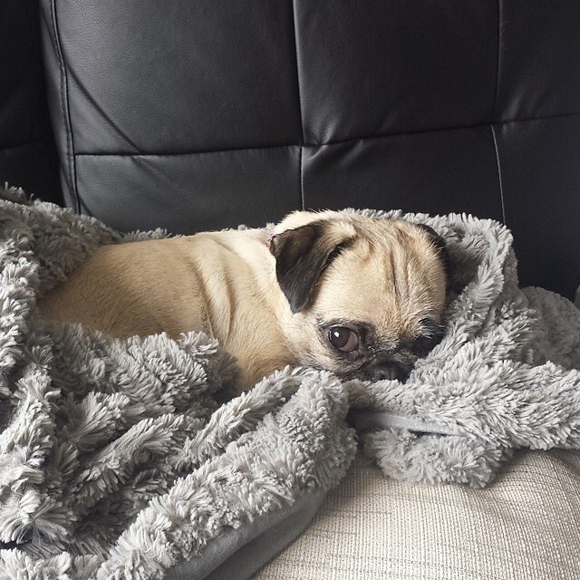 매력있는 강아지 퍼그 | 인스티즈