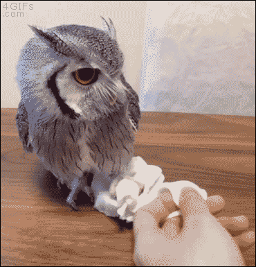애완부엉이 .GIF | 인스티즈