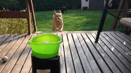 멍뭉이들이 혼자 노는법.gif | 인스티즈