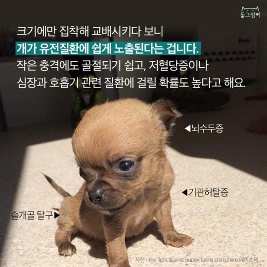  티컵 강아지의 불편한 진실 | 인스티즈