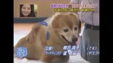  사지가 절단된 강아지 타로의 마음 | 인스티즈