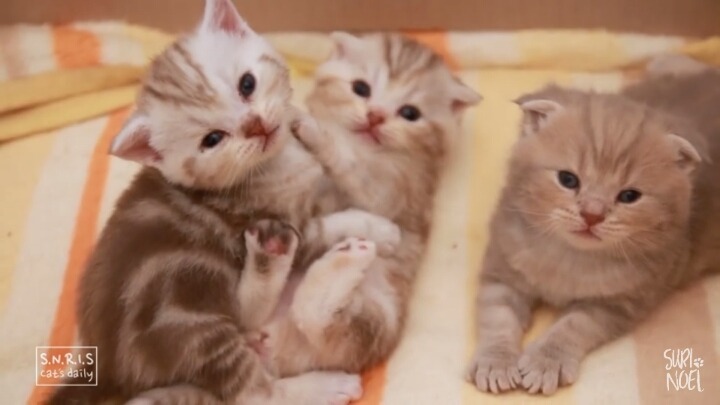 아기 고양이 하악하악 | 인스티즈