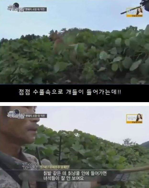 멧돼지를 추적하는 개 | 인스티즈