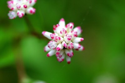 고마리(주) 이미지