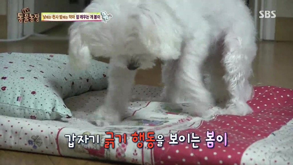 [동물농장] 새식구 들어온 후 우울해진 봄이.jpg | 인스티즈