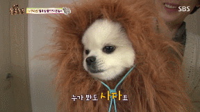 누가 봐도 사자임 아무튼 사자임.gif | 인스티즈