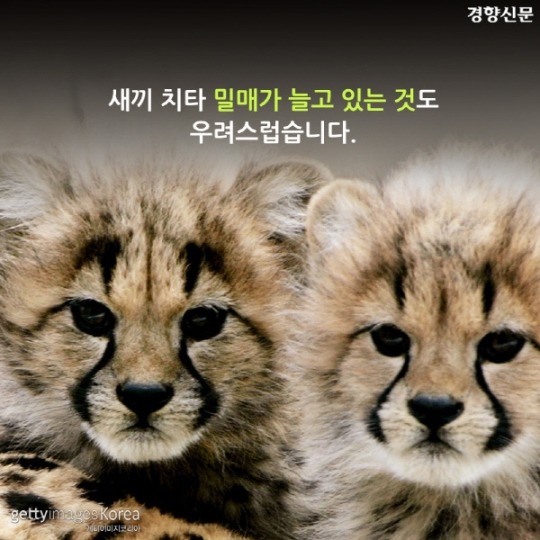  치타가 사라진다 | 인스티즈