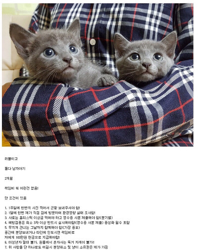 고양이 분양글 레전드.jpg | 인스티즈