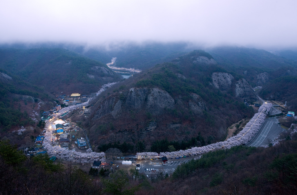 사랑하는사람과함께떠나는 국내 최고의 벚꽃드라이브코스들 | 인스티즈