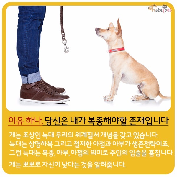 강아지가 뽀뽀 하는이유 | 인스티즈