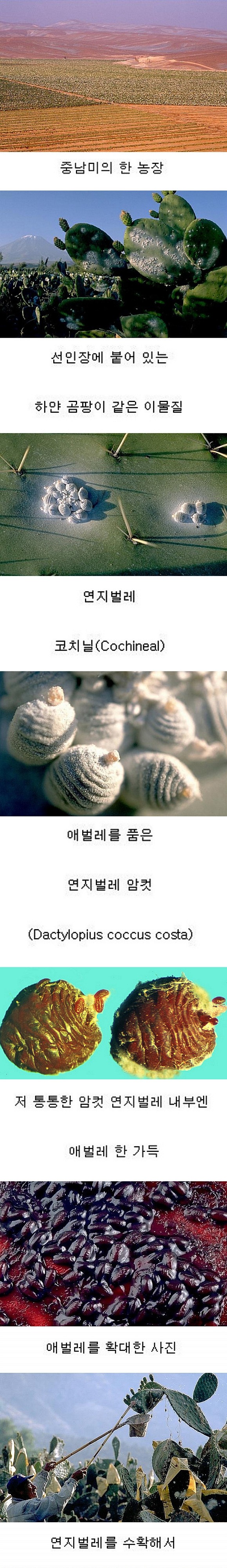 딸기우유의 색을 내는 색소(혐오주의) | 인스티즈