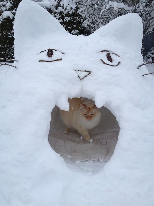 냥덕들의 겨울 놀이 | 인스티즈