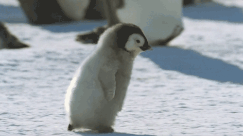 새끼 펭귄들.jpgif | 인스티즈