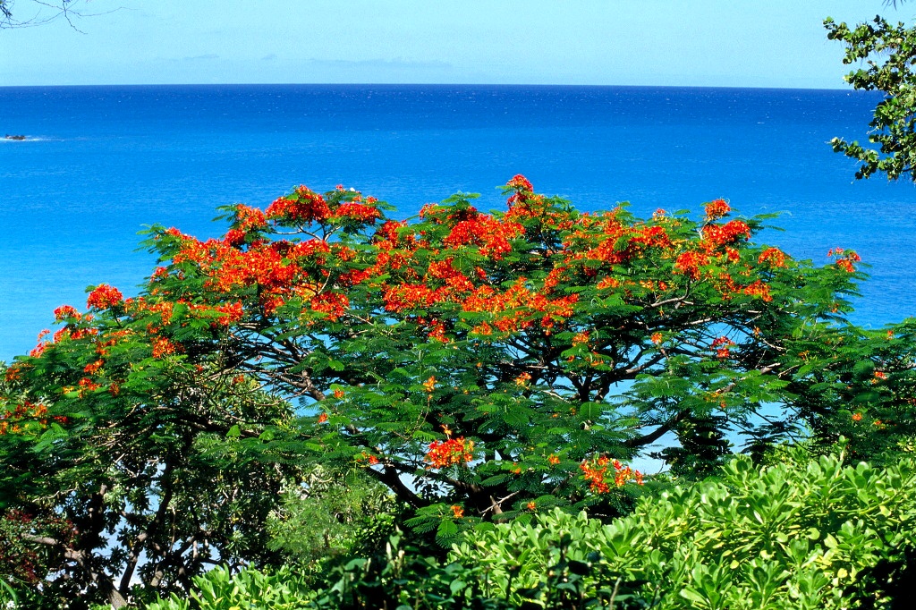 2463F7445496BA60244F66