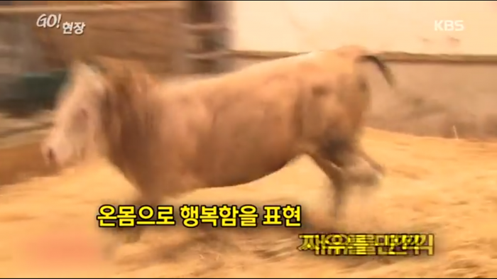 고마움을 표현하는 소.jpg | 인스티즈