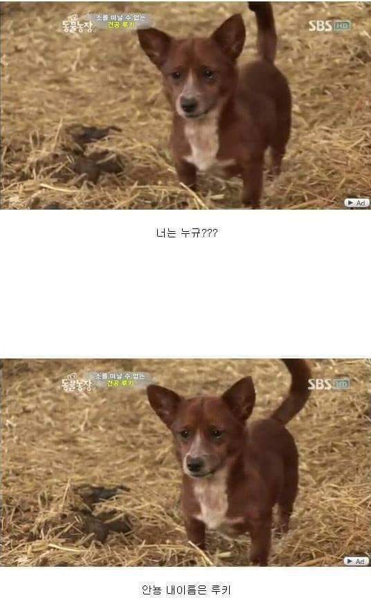 어미 소를 사랑하는 강아지 | 인스티즈