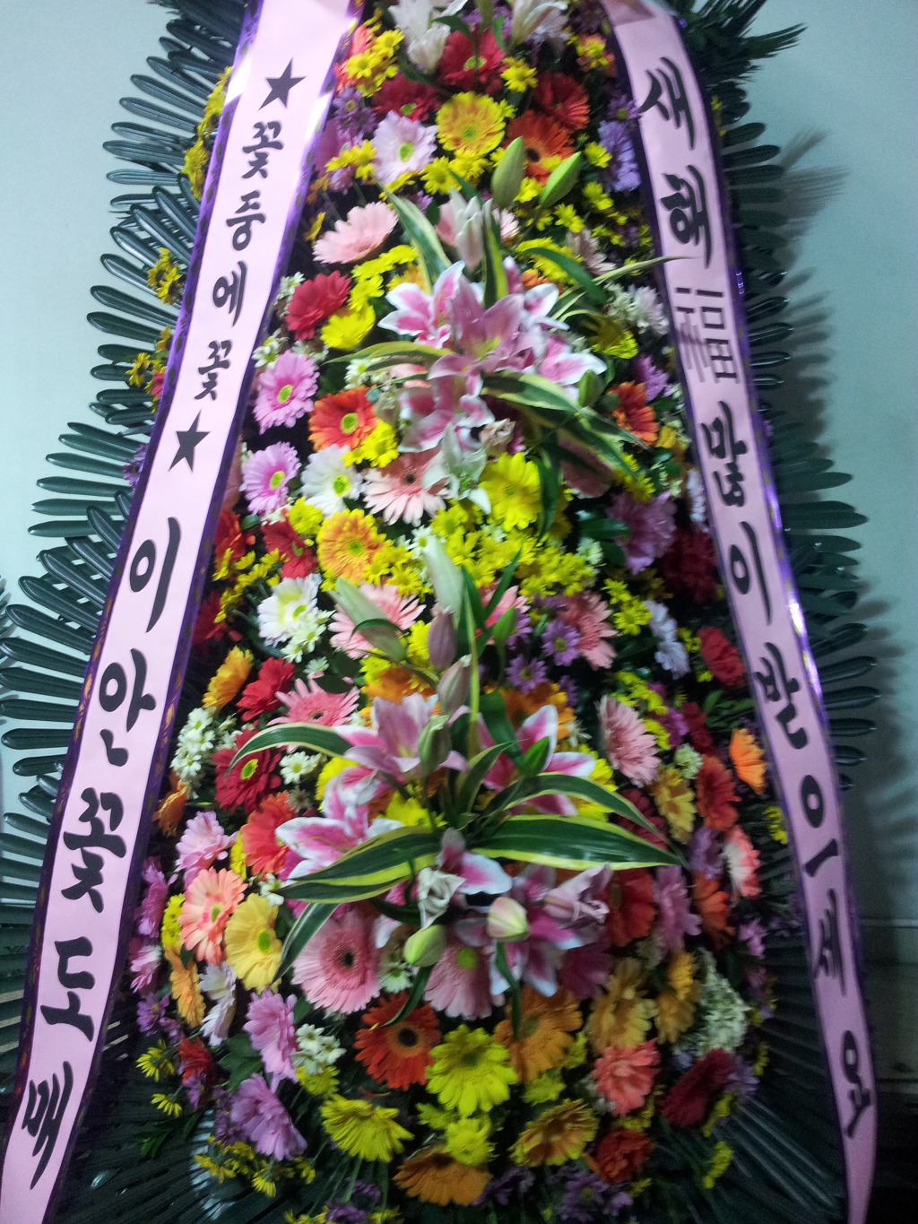 이안도매 이미지