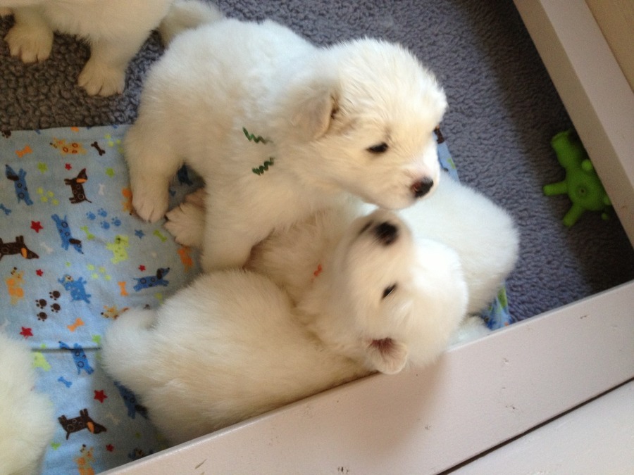 [사모예드] 하루에 빠지는 털로 옷도 짜입는다는 개 jpg | 인스티즈