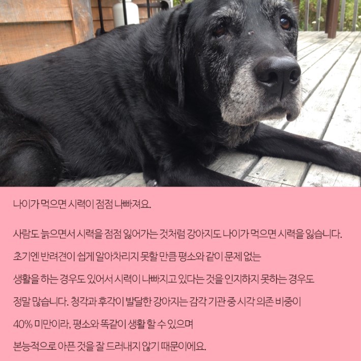 강아지가 보는 세상 | 인스티즈