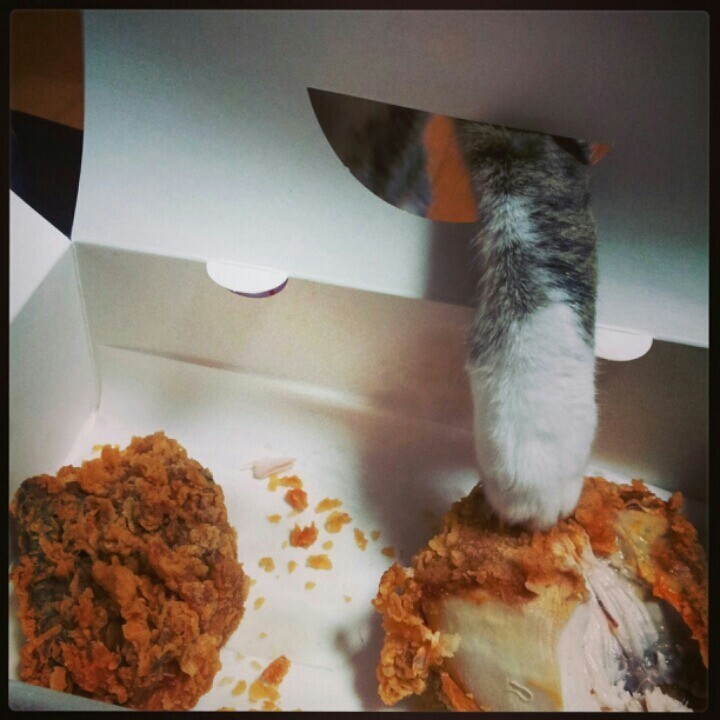 치킨이 탐나는 고양이 | 인스티즈