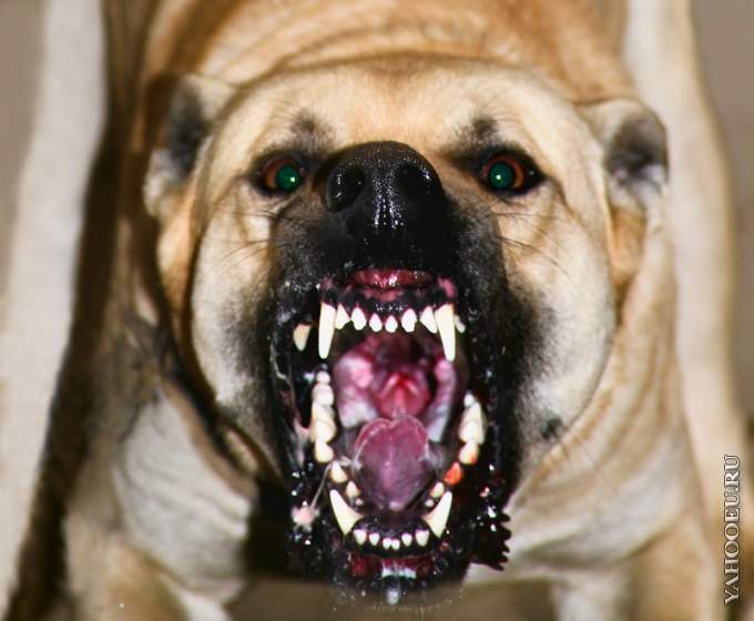 핏불테리어 VS 하이에나 | 인스티즈