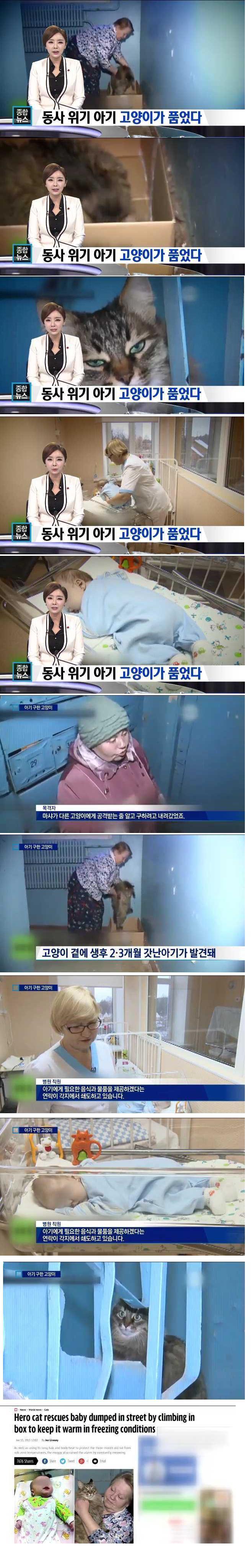 버려진 아기 살린 길고양이 | 인스티즈