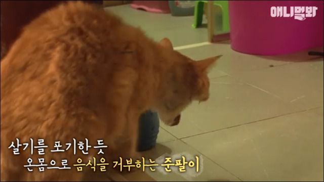 거식증 걸린 고양이 준팔이 그후 | 인스티즈