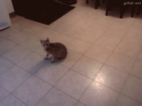 귀여운 고양이들.gif | 인스티즈