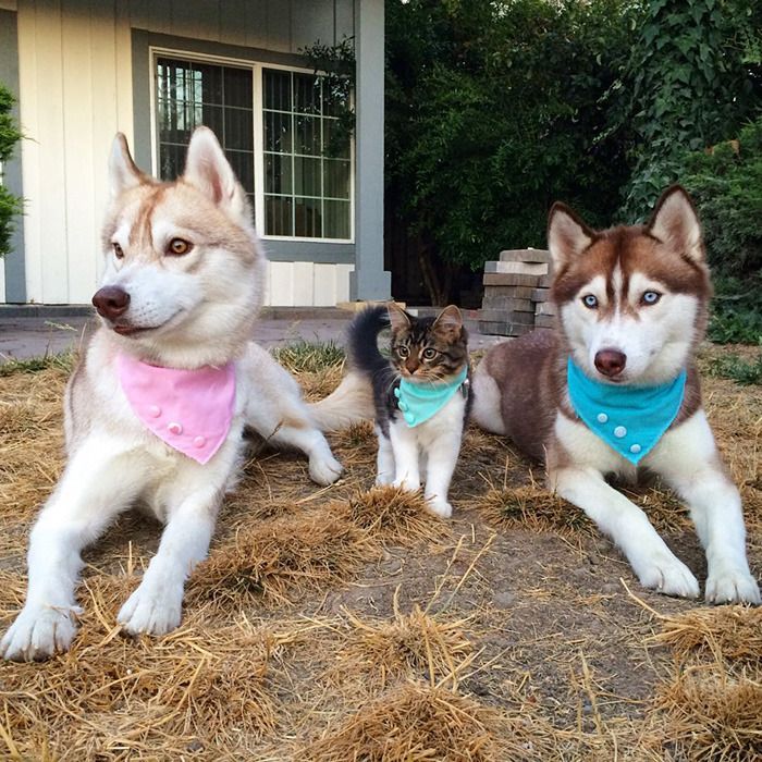 3마리의 허스키들과 친구가 된 냥이.jpg | 인스티즈