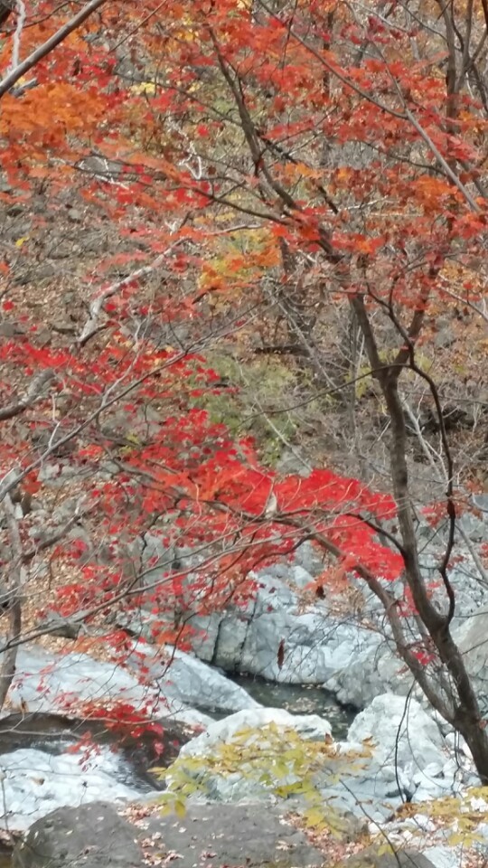율포초등학교 이미지