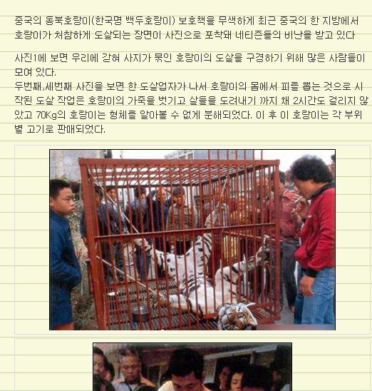 중국 호랑이도살.jpg (혐오주의) | 인스티즈