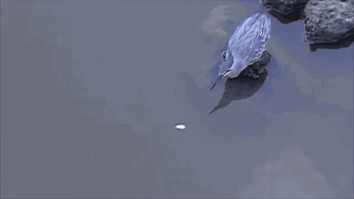 빵조각 낚시.gif | 인스티즈