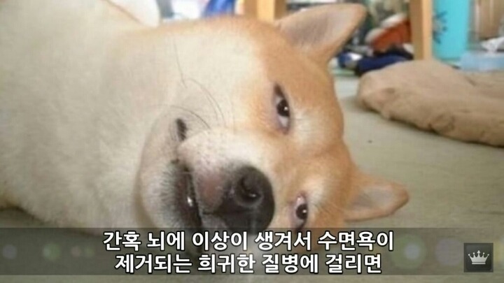 사람이 잠을 안자면 일어나는 현상 | 인스티즈