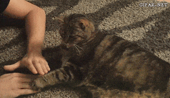 [움짤] 도발을 참지 못한 냥이 .GIF | 인스티즈