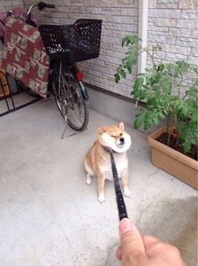 어머! 너 강아지 키워?? 산책 시킬 때 부럽던데ㅠㅠ | 인스티즈