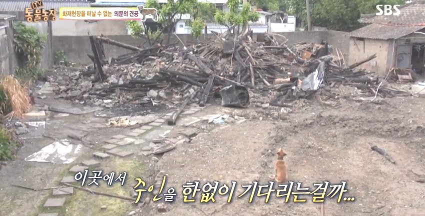 화재로 무너진 집에서 주인을 기다리는 멍멍이.jpg | 인스티즈