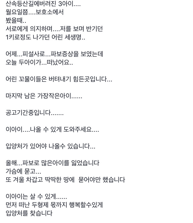 1키로도채 안나가는 작은아이의 입양처 혹은 임보처를 찾습니다(강릉) | 인스티즈