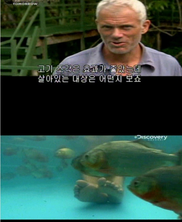 피라냐는 정말로 사람을 공격할까??? | 인스티즈
