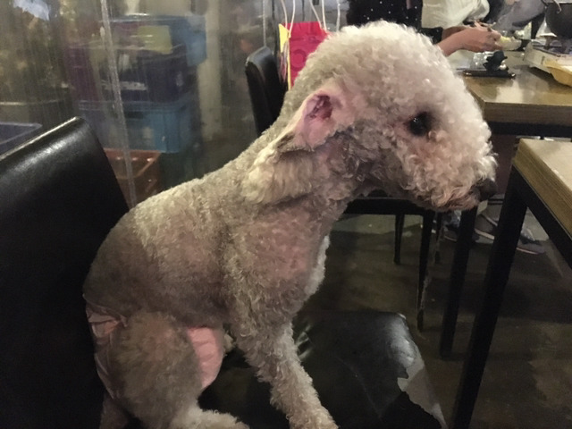 코코네 이미지