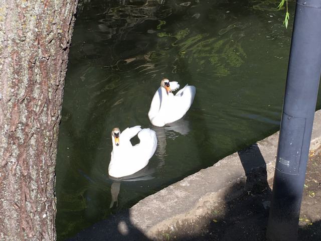 나홀로 교토여행 13박14일(6일차-2 오카야마성,고라쿠엔,구라시키미관지구) | 인스티즈