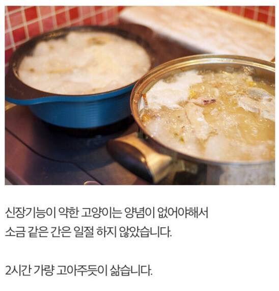 길고양이에게 정성스러운 먹이를 준비해보았다 | 인스티즈