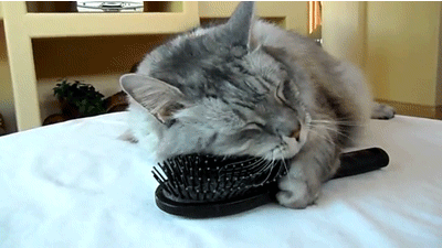 외모 가꾸기에 힘쓰는 고양이 .gif | 인스티즈