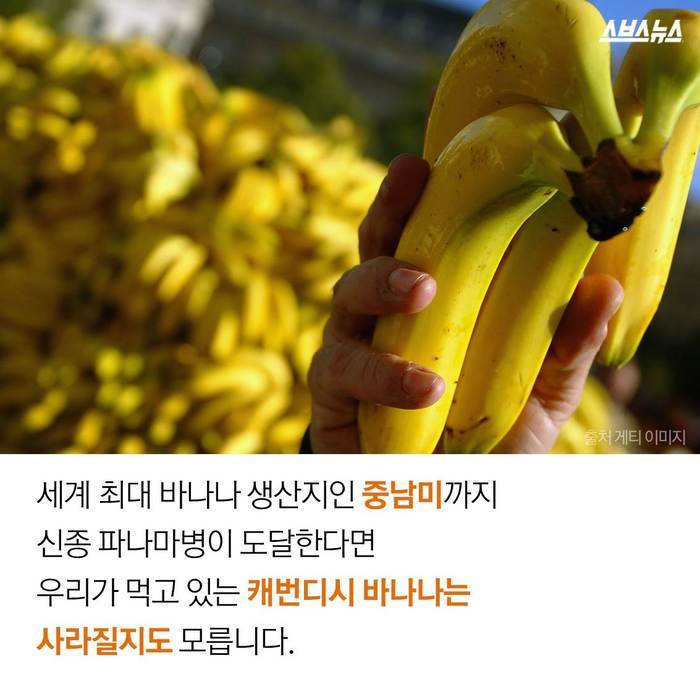  바나나 괴담의 진실 | 인스티즈
