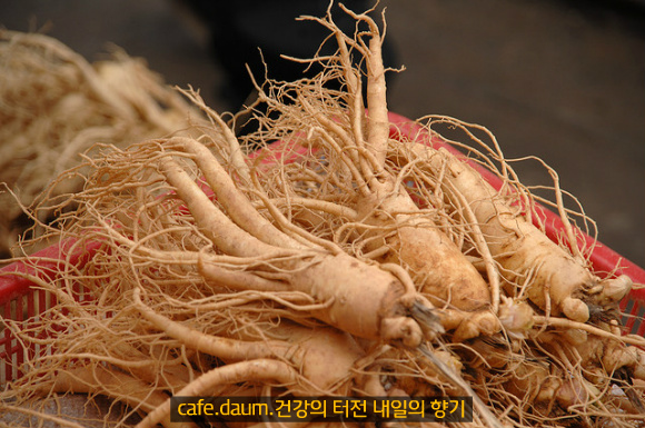 사람과 기(氣) 식품 이미지