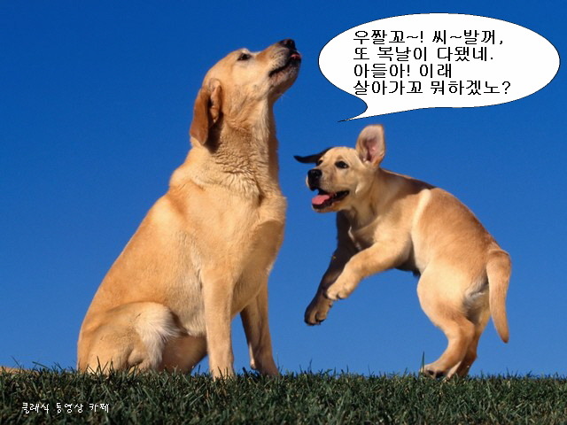 복 이미지