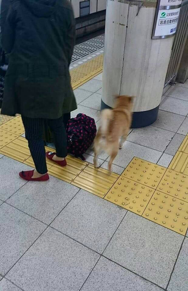 동물 차별하는 일본 지하철 ㅋㅋ | 인스티즈
